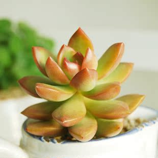 黄丽 多肉植物盆栽花卉室内 迷你植物盆栽 办公室 防辐射微景观