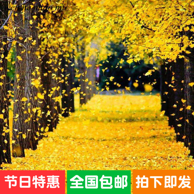 银杏树小苗大树庭院盆栽银杏树嫁接苗白果树苗绿化苗金叶银杏树苗