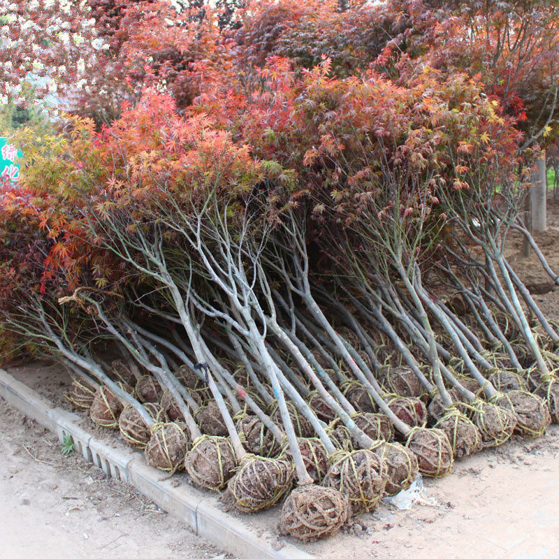 中国红枫 日本红枫 美国红枫树苗园林绿化南北方别墅庭院地栽种植