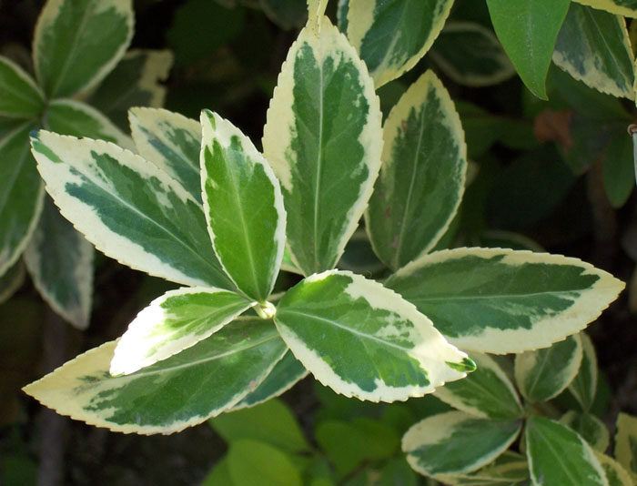 苗圃金边黄杨苗四季常绿化苗木绿篱色块用苗金边冬青园林庭院花坛