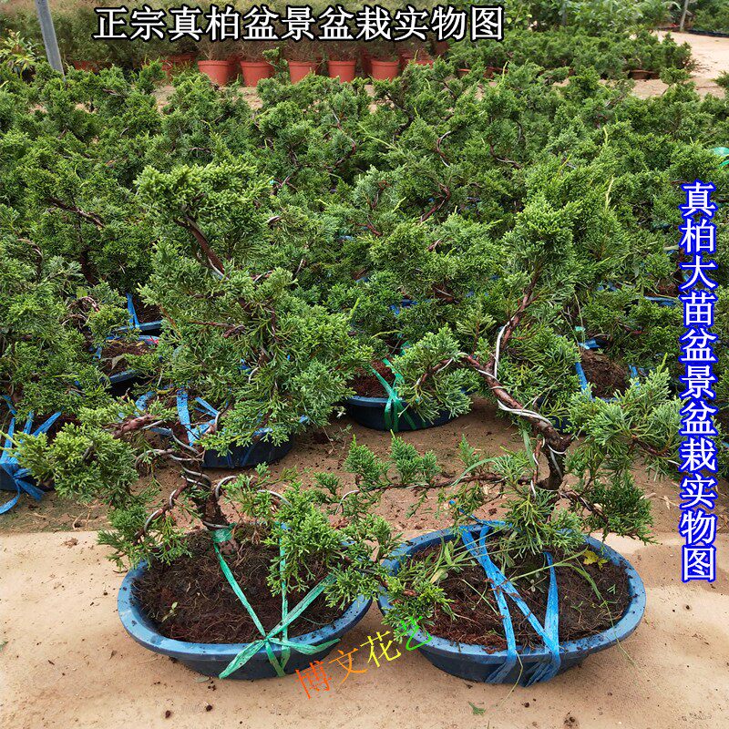 精品微型盆景日本针柏 珍柏 高档松柏盆栽 济州正宗真柏盆景盆栽