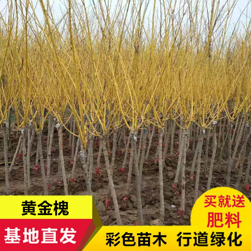 金槐树苗 嫁接黄金槐 金枝槐 金丝槐 龙爪槐庭院工程绿化垂槐苗