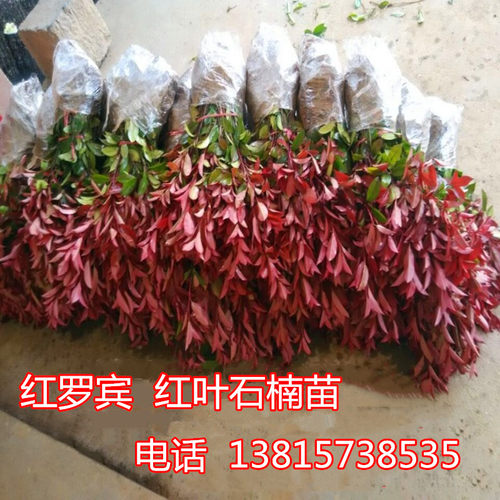 红叶石楠树苗 四季常青 庭院绿化苗木 树苗红罗宾红叶石楠 篱笆苗