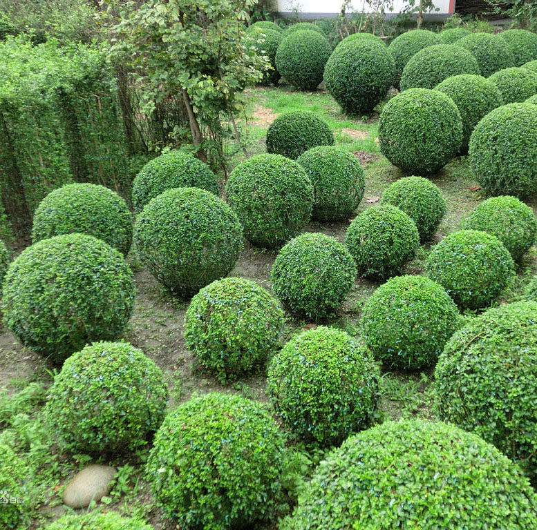 园林绿化苗木庭院植物小叶女贞树苗女贞苗水蜡苗四季常青绿篱树种