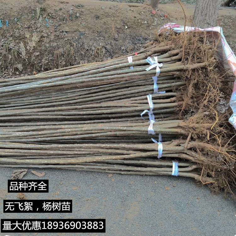 白杨树苗 白杨速生杨 扦插苗 杨树条 杨树苗107 108.速生杨