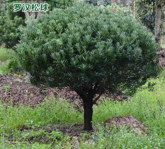 罗汉松球 有氧常绿植物 日本罗汉松树苗 净化空气防辐射庭院植物