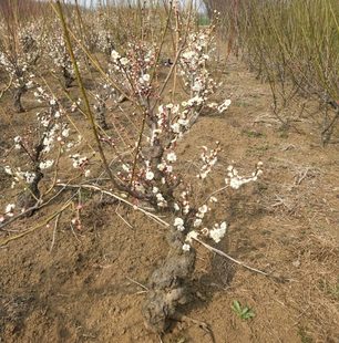 原生龙游梅花盆景素材苗盆栽游龙梅树桩耐寒冬季开花浓香型