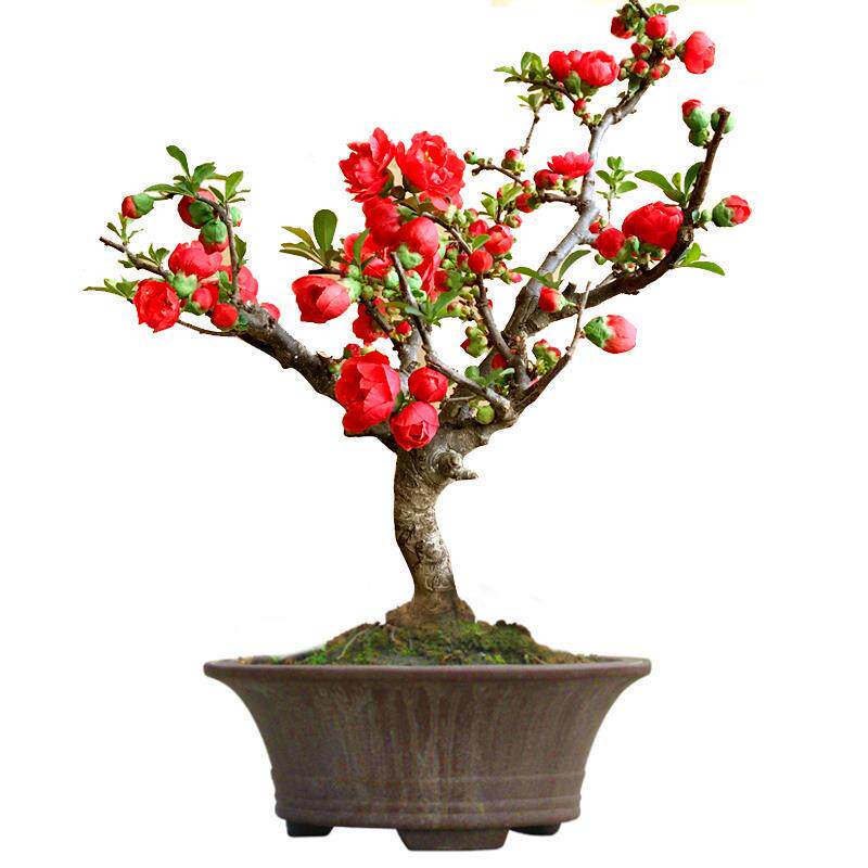 四季开花日本长寿冠海棠盆景花苗室内外阳台观赏带花苞不怕冻绿植