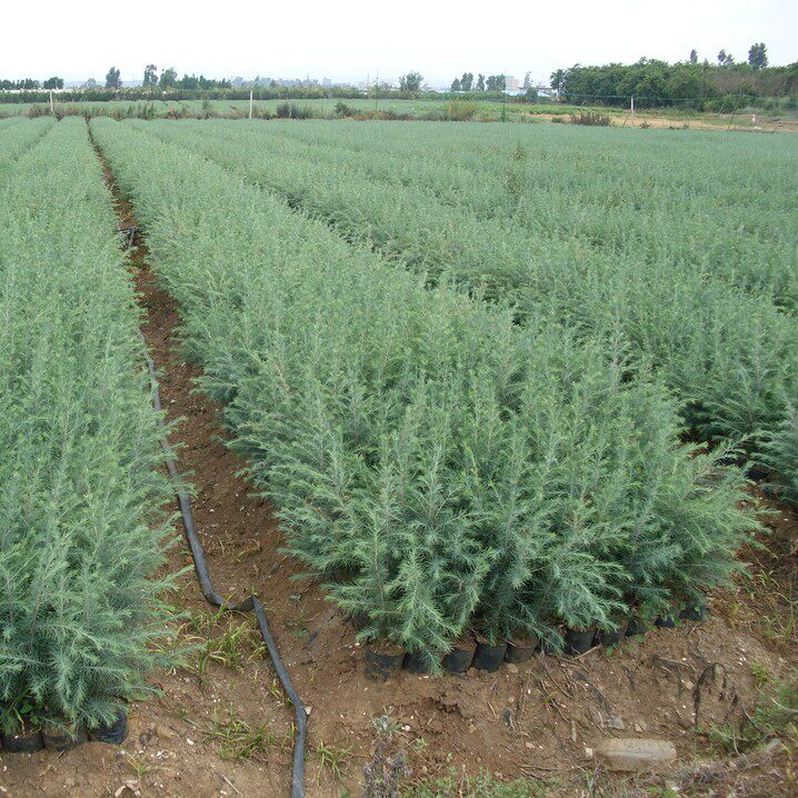 园林绿化苗木圣诞树苗雪松树苗雪松苗南京雪松树四季常青行道树苗