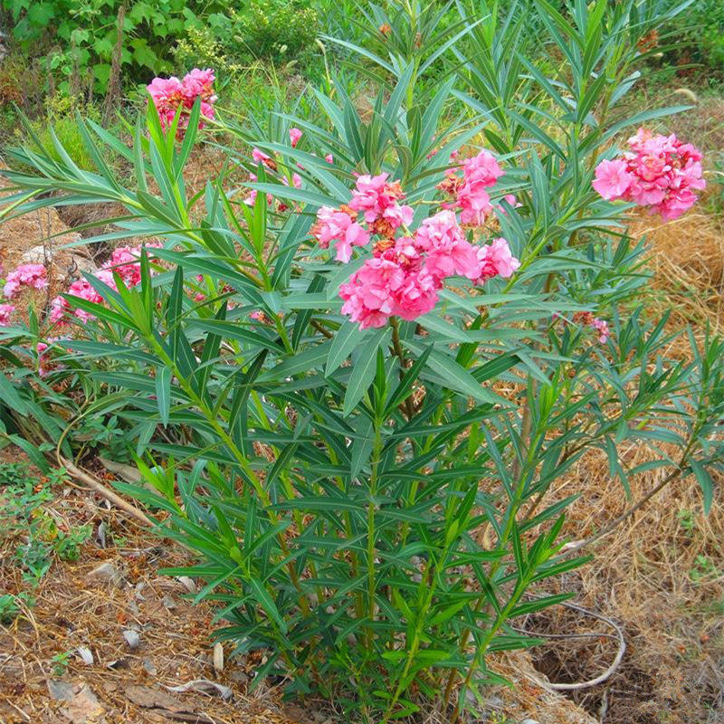 夹竹桃树苗净化空气夹竹桃盆栽花卉柳叶桃半年红植物避蛇