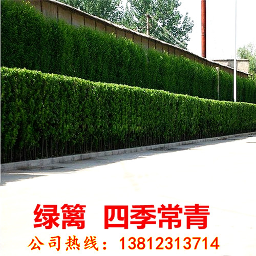 法国冬青树苗篱笆植物庭院花卉盆栽红叶石楠苗瓜子黄杨工程绿化苗