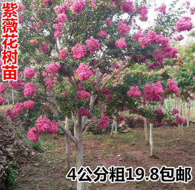 紫微花苗紫微树苗红花紫薇百日红四川红花四季国旗红绿化工程苗木