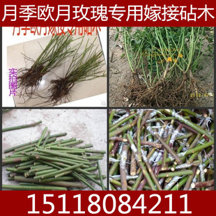 无刺蔷薇苗 独杆蔷薇 月季嫁接砧木 玫瑰砧木 欧月砧木 蔷薇枝条