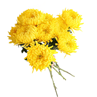 清明节日用品黄白菊鲜花菊花花束鲜切花10支云南昆明基地直发真花