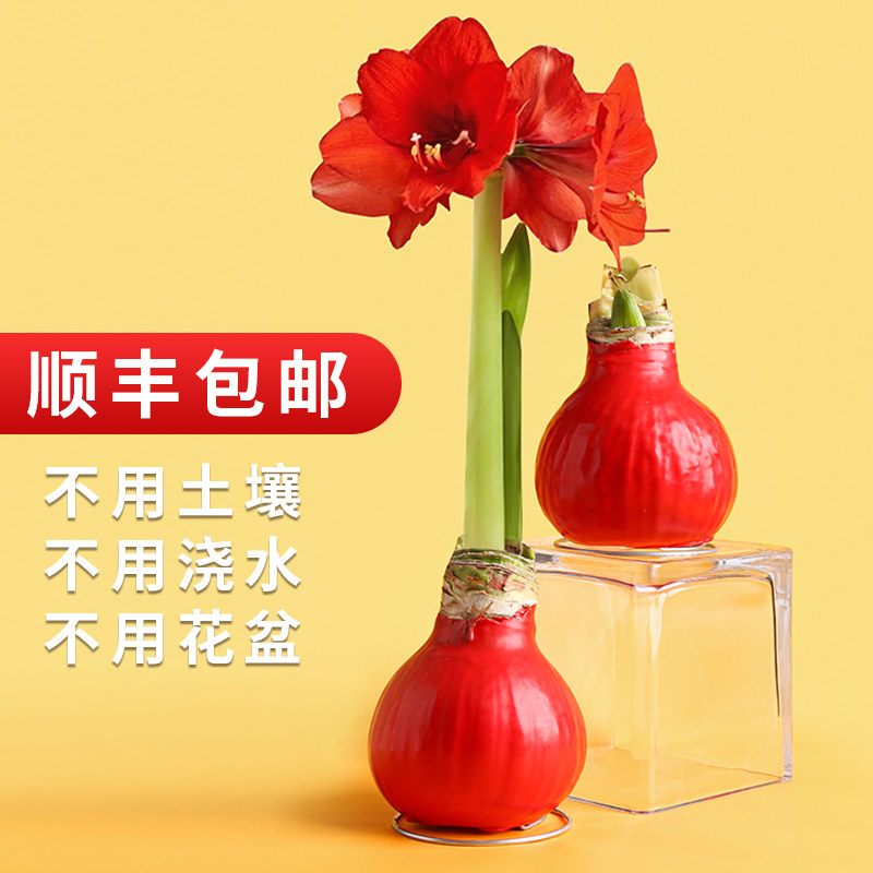 2023注定红 蜡封朱顶红重瓣种球鲜花云南直发 年宵花过年喜庆花卉