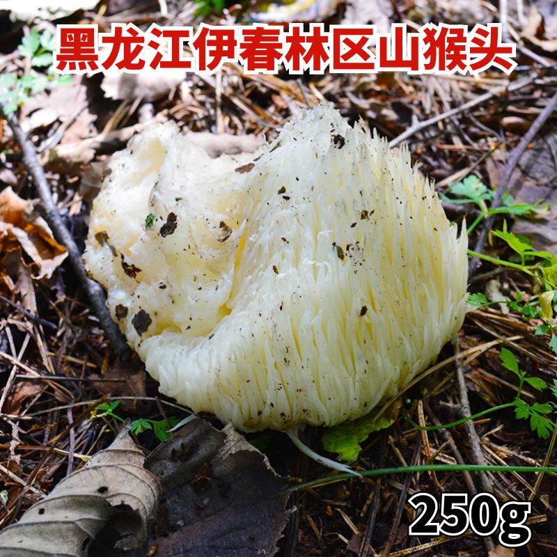 东北特产黑龙江伊春林区山猴头菇干货食用菌煲汤蘑菇250g包邮