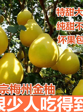 【纯甜】正宗梅州沙田柚子金柚纯甜柚子白心新鲜孕妇水果现摘现发