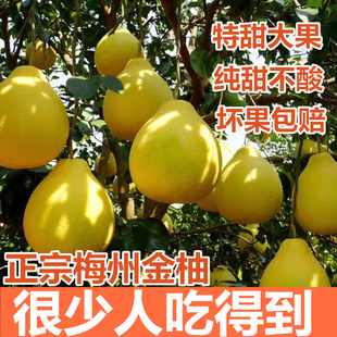 【纯甜】正宗梅州沙田柚子金柚纯甜柚子白心新鲜孕妇水果现摘现发