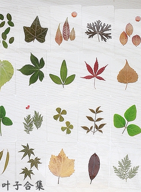 植物标本树叶礼物手工