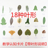 各种形状 叶子植物标本真树叶18种不同形状认知塑封卡片教学用具