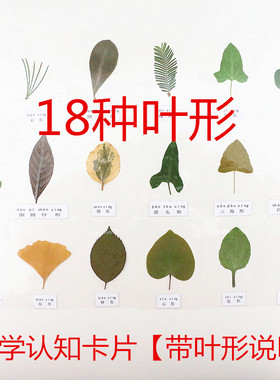 各种形状的叶子植物标本真树叶18种不同形状认知塑封卡片教学用具