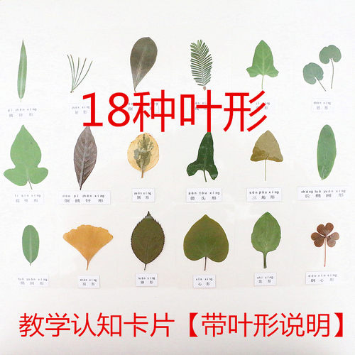 形状种不同认知塑封用具植物标本