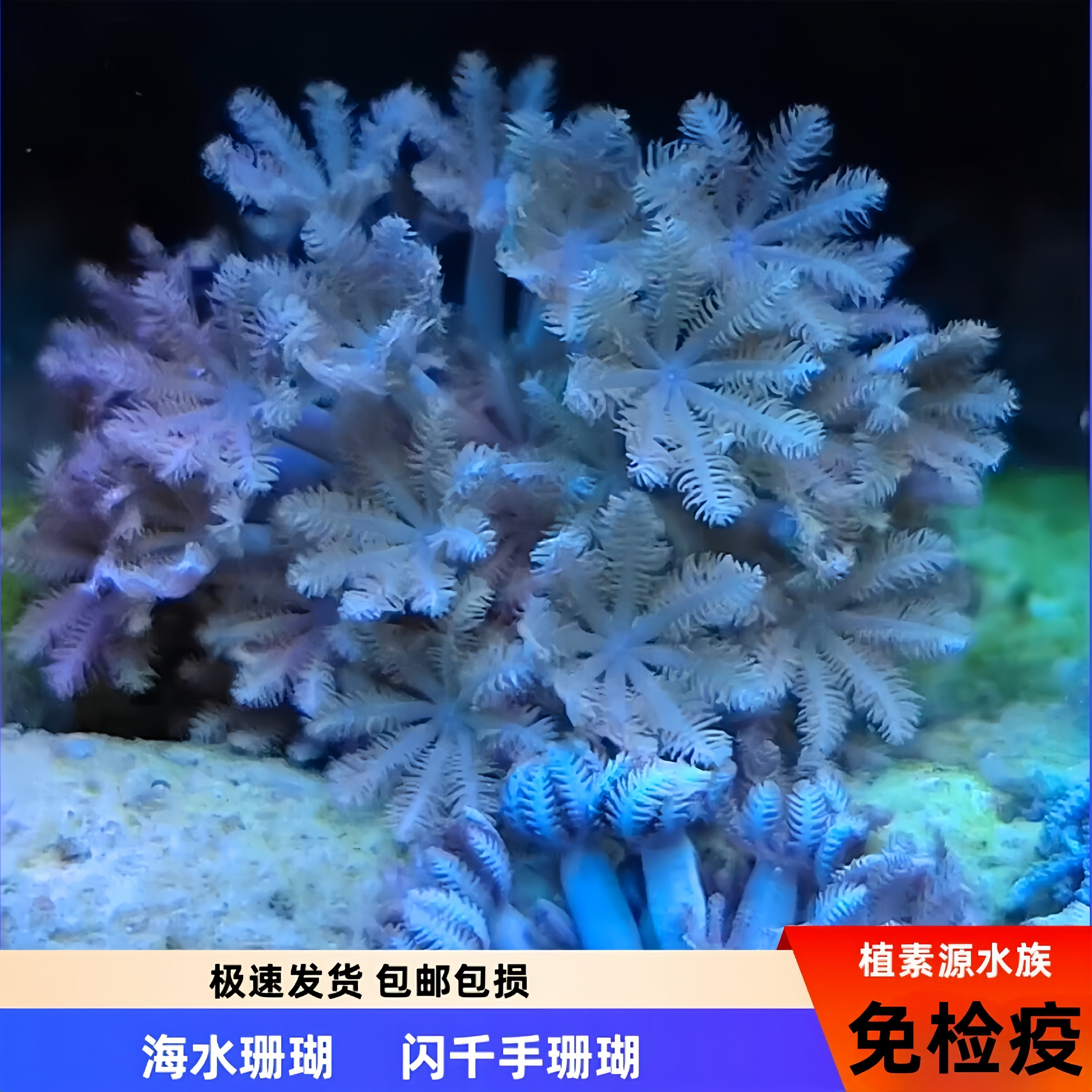 植素源水族闪千手珊瑚软体真珊瑚