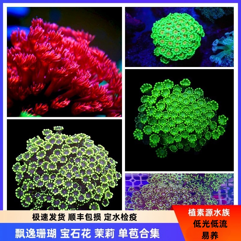 植素源水族红单苞茉莉宝石花珊瑚