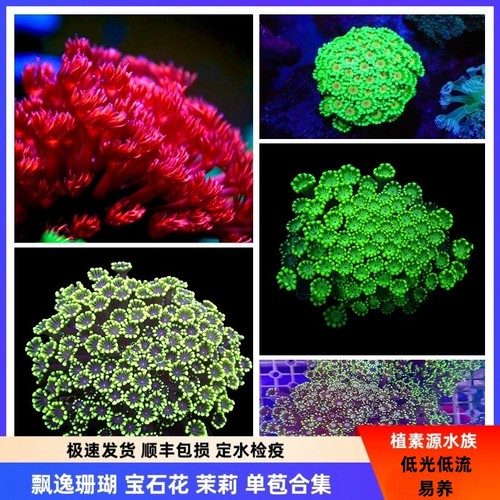 植素源水族红单苞茉莉宝石花珊瑚