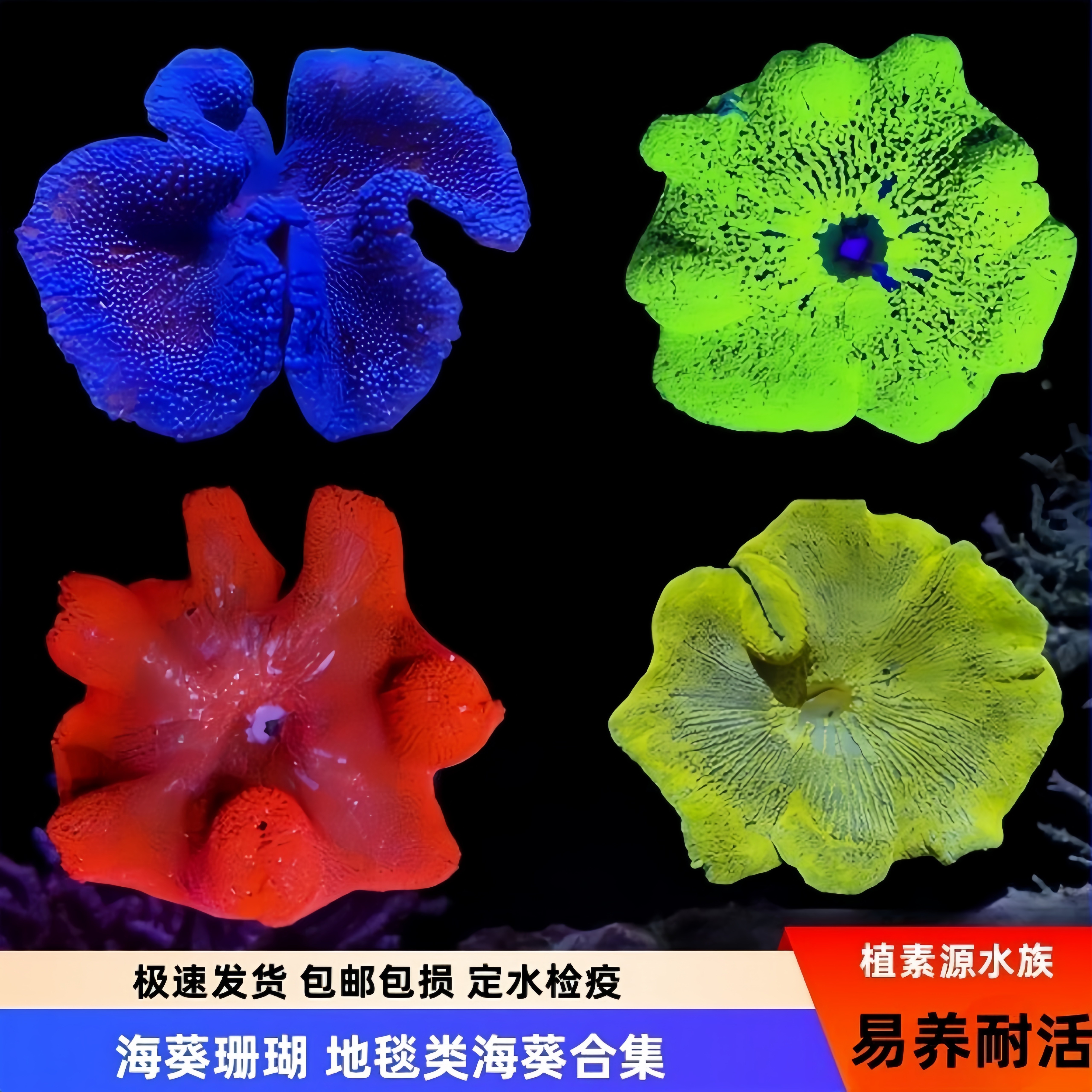 【植素源】地毯类海葵荧光绿红蓝短须圆点海水生物海缸软体活珊瑚