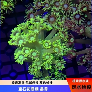 【植素源】宝石花珊瑚海缸双色荧光长须易养人工切分软体活珊瑚