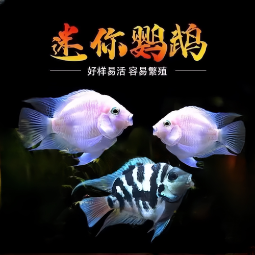 迷你鹦鹉鱼淡水易养短鲷活体包损