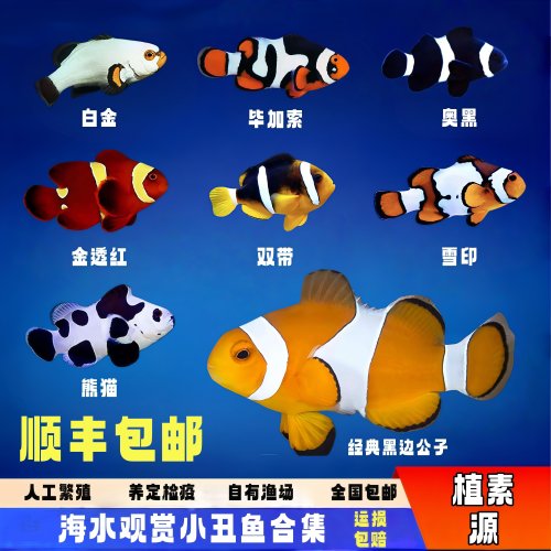 【植素源】小丑鱼海水鱼合集