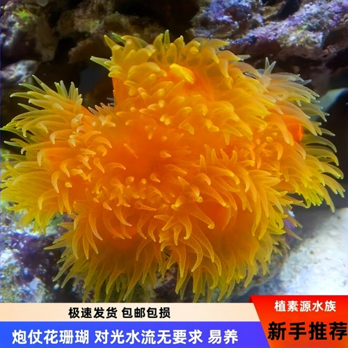 植素源水族炮仗花珊瑚海水缸新手