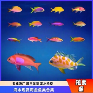 【植素源】海水观赏鱼海金鱼紫背蓝眼海金鱼夏威夷宝石紫罗兰