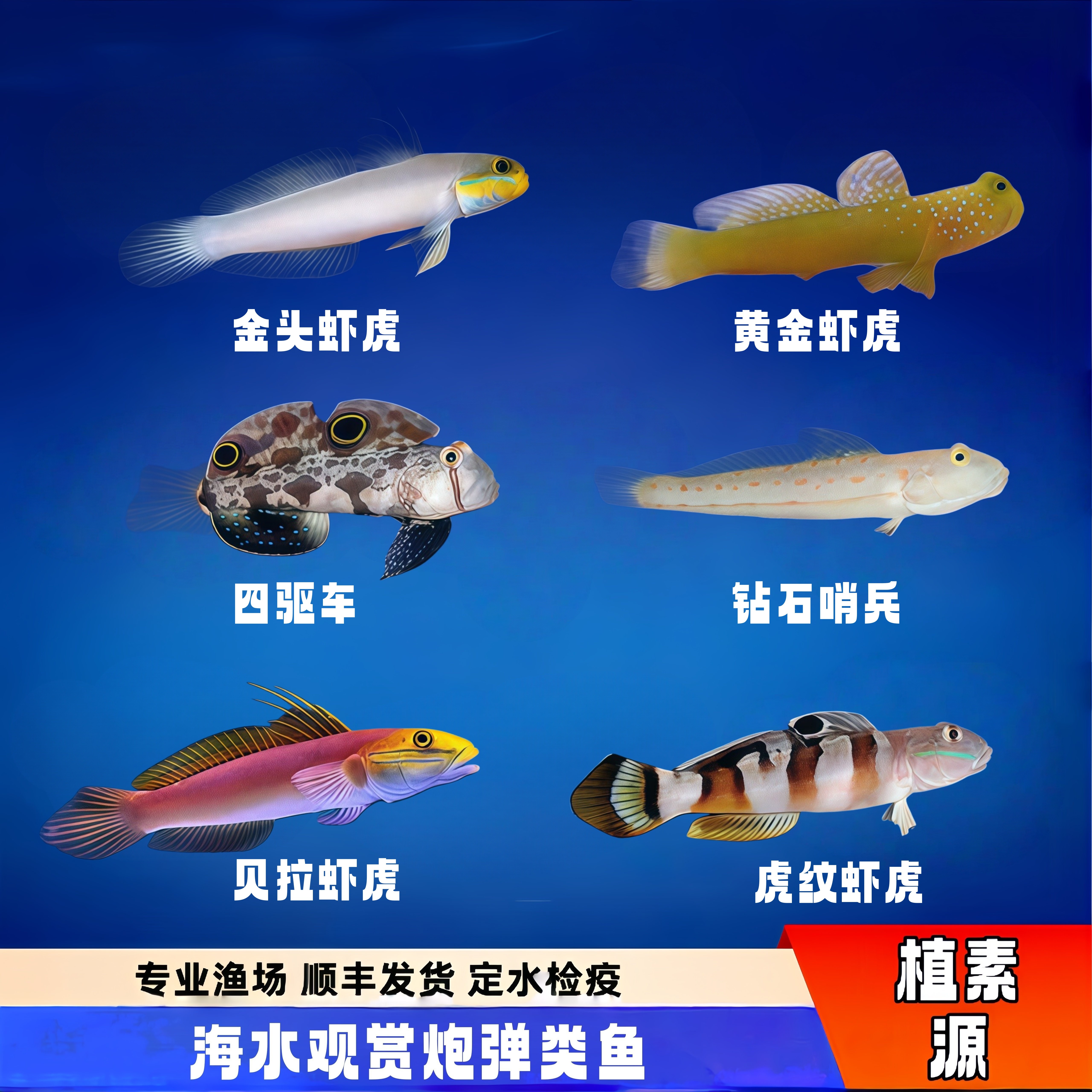 【植素源】海水观赏鱼虾虎鱼钻石哨兵黄金虾虎林哥虾虎翻沙虾虎鱼