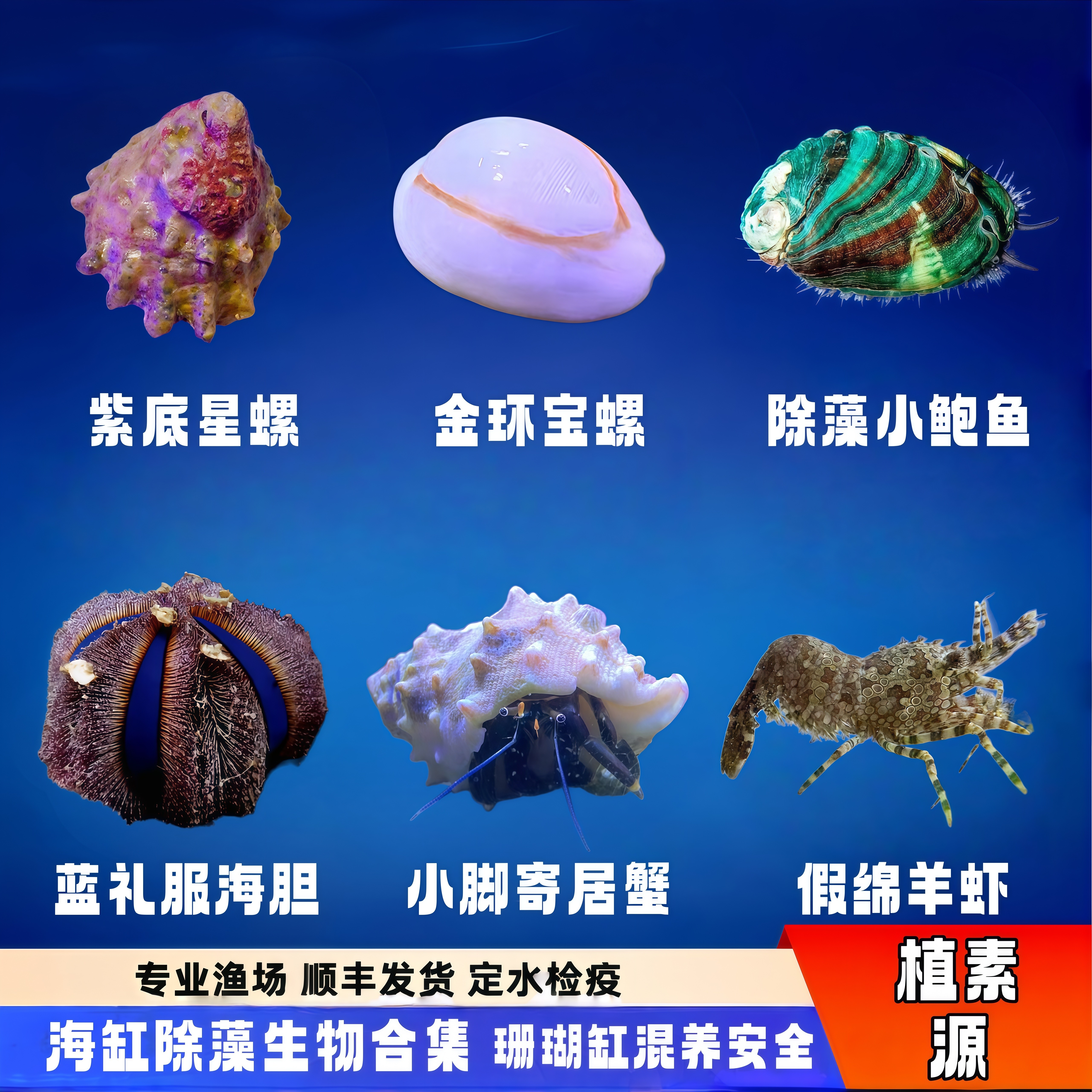 【植素源】海缸除藻工具螺假绵羊虾寄居蟹紫底星螺活体观赏可混养