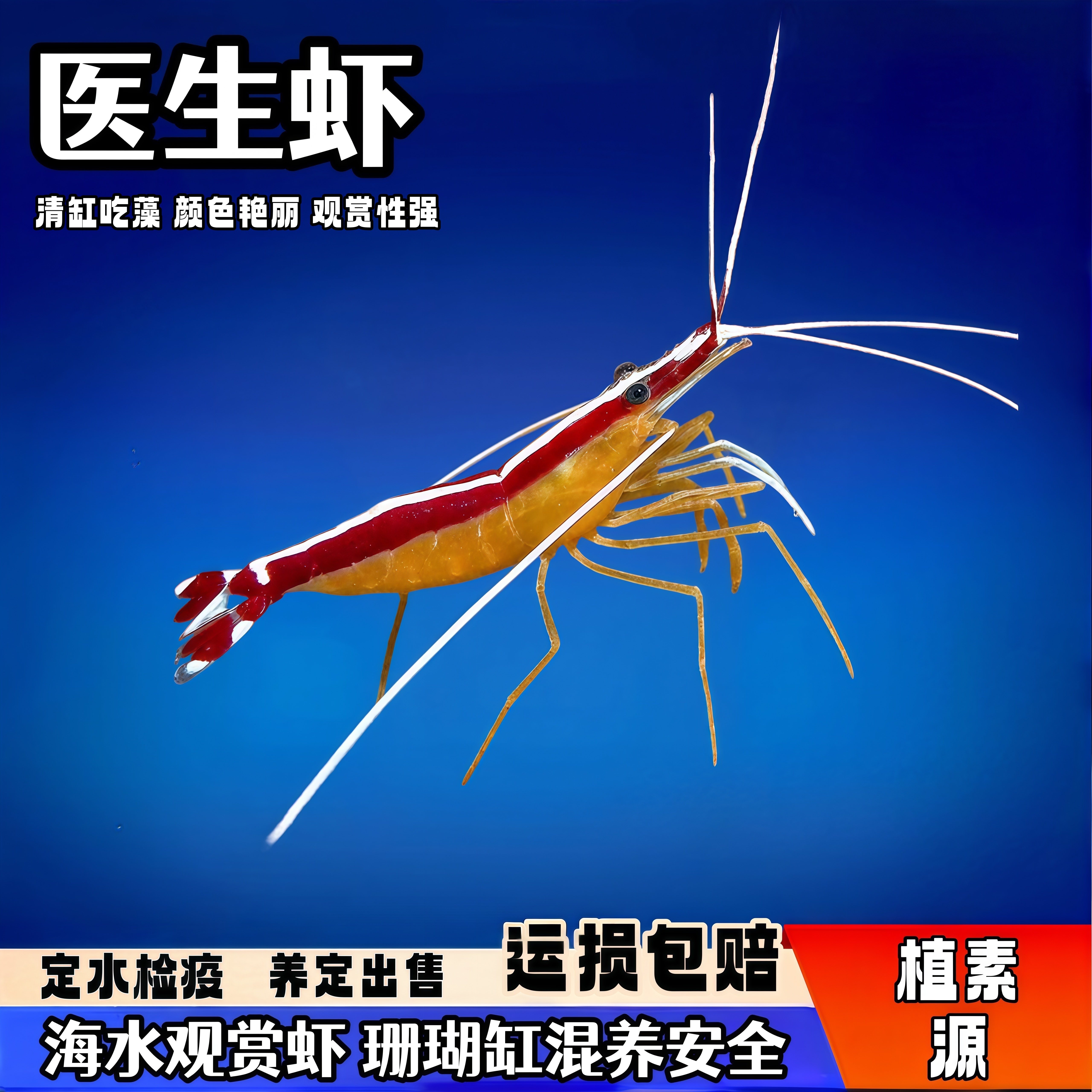 植素源水族医生虾海水缸观赏虾