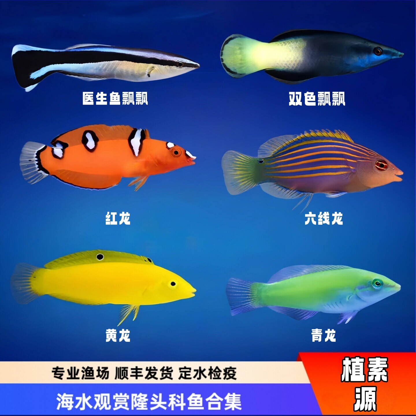 【植素源】隆头科鱼六线龙黄龙青龙医生鱼飘飘海缸珊瑚除虫海水鱼