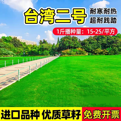 台湾青二号草坪草籽矮生四季常青耐高温耐践踏庭院台湾2号草种