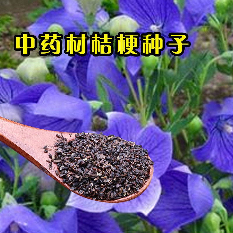 桔梗种子 新产  狗宝菜种子 桔梗籽洋桔梗花种子材桔梗种子