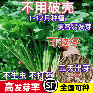 免破壳速生大叶香菜种子四季易种耐热耐抽苔阳台盆栽蔬菜种子大全