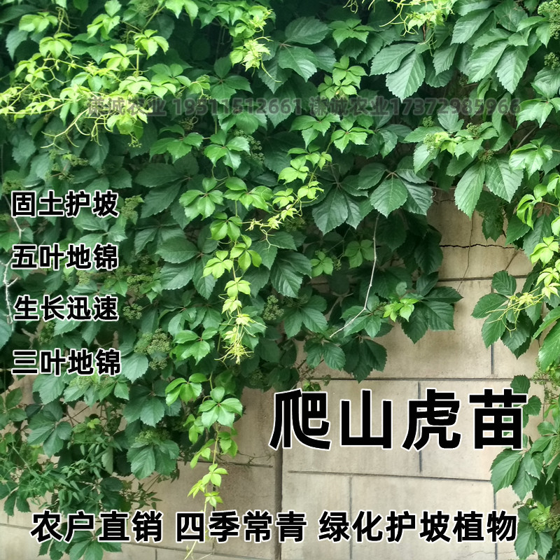 植物四季爬山虎三叶树苗