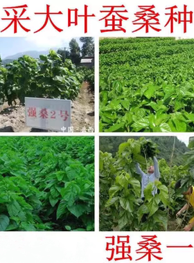 大叶蚕桑种子 强桑一号 养蚕喂蚕桑叶树种子 农桑14号 饲料桑葚籽
