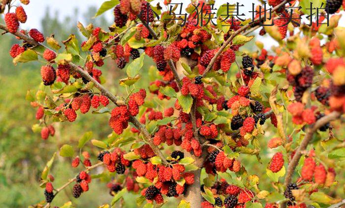 庭院裸根不带土盆栽地栽台湾四季超级水果桑树桑葚树苗 当年结果