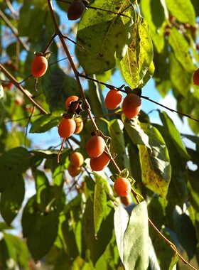 云南昆明基地嫁接绿化树软枣