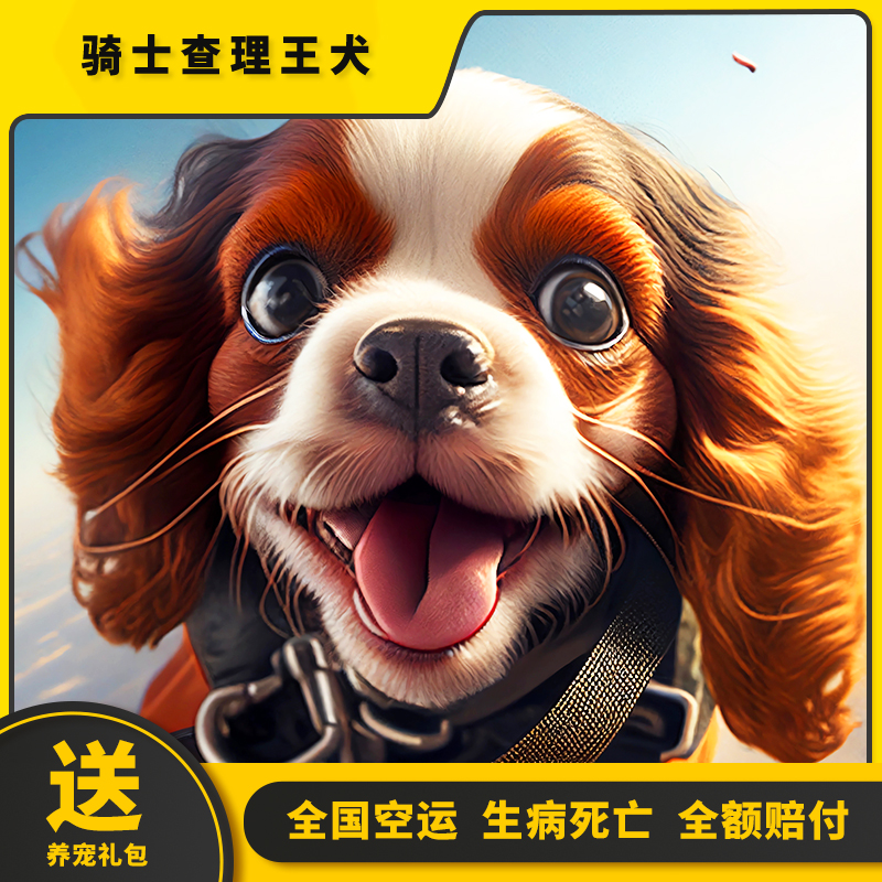 查理王宠物狗骑士查理王小猎犬