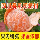 四川柑橘春见耙耙柑橙子当季 新鲜水果现摘现发鲜果大果现发
