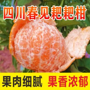 新鲜水果现摘现发鲜果大果现发 四川柑橘春见耙耙柑橙子当季