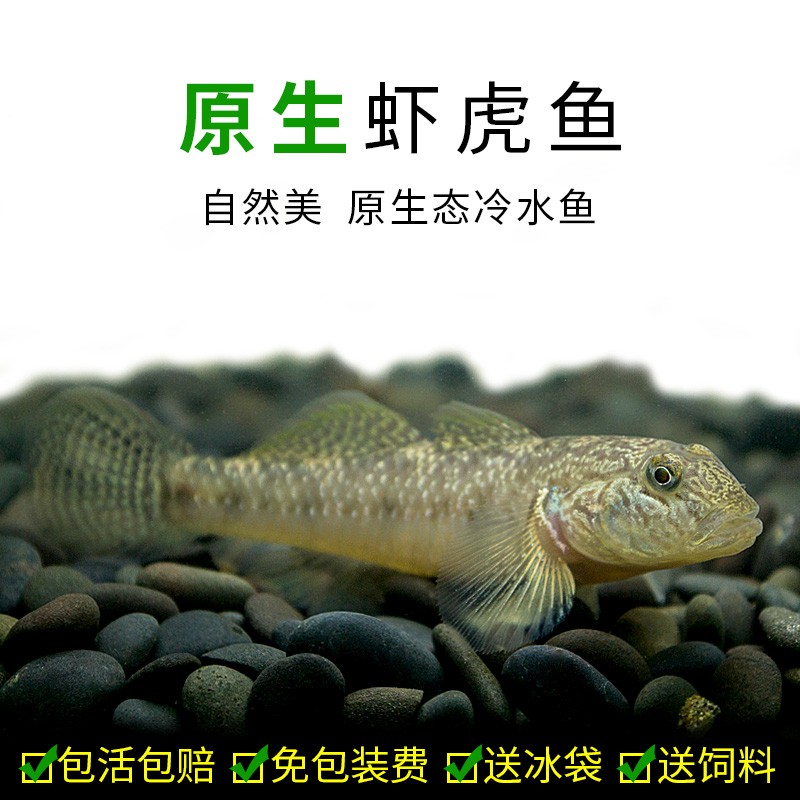 冷水溪流原生态鱼缸子林陵虾虎鱼波氏虾虎鱼黄黝鱼鳑鲏淡水观赏鱼